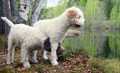 As a result of deforestation, the wetlands in the Ravenna region disappeared, and in the second  ...