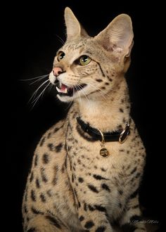 The date of birth of the first Savannah cats is April 7, 1986. It was on this day that two large ...