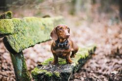 Dachshund is the only breed that has nine varieties. Their main difference is the height and typ ...