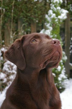 The maximum height of a dog is 60 cm, which is why Labradors are classified as medium-sized dogs ...