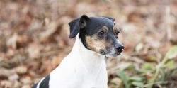 The Danish Swedish Farmdog is considered to be very strong, but not large in size. The height of ...