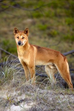 This mammal from the order of predators belongs to the canid family, but to the genus and specie ...