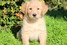 They are dogs bred for work, heavy and strenuous, so they enjoy doing tasks, especially bringing ...