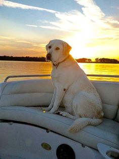 Labradors are sturdily built strong dogs. They require moderate physical activity, but if not gi ...