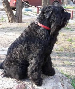 At night, the Black Russian Terrier snores, which often annoys family members. Despite all of th ...