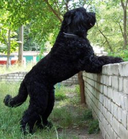 Dogs of this breed are not very neat. Very often, water or food debris flows from the chin of th ...