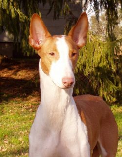 Dog owners carefully rejected puppies, because in such harsh conditions only the strongest and m ...