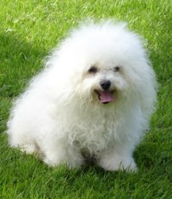 Bichon treats other pets and cats, in particular, well, by the way, if you are often not at home ...