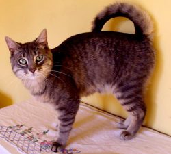 American Ringtail Cats are wonderful family animals. They have a calm, moderately playful, frien ...