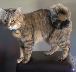 Shorthaired ringtails have a firm, almost “plush” coat of appropriate length. The un ...