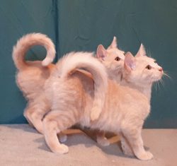 The tail of these cats is quite mobile, they use it for balance, keeping it above their back; wh ...
