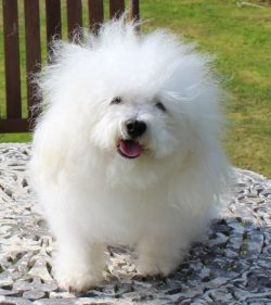 When we say – loves attention, we mean not only stroking, belly massage, scratching behind ...