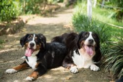 Bernese Mountain Dogs love to play assistants, guides, and guards. They are happy to convey smal ...