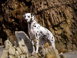 Dalmatians (or Dalmatians – this name is also acceptable) are of ancient origin. Rock and  ...