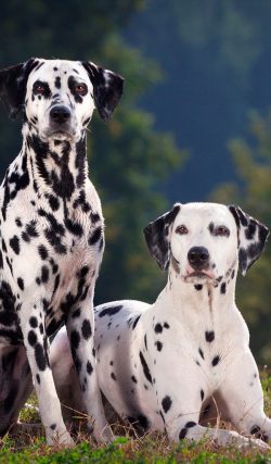 The Dalmatian cleared the way for the horses, ran next to the carriage, guarded the horses and t ...