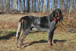 The Bluetick  Coonhound is an American breed that dates back to colonial times. This dog most li ...