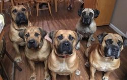 The dog will not show aggression, but when communicating with the baby, you may not calculate th ...