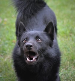 In general, the Elkhound is a peaceful and sociable breed. He shows interest in strangers but ra ...