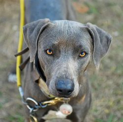 Modern representatives of the breed are the best of the best. These are dogs, capable of gatheri ...