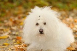 if the owner spends little time with his dog and generally treats this more as a duty, the anima ...
