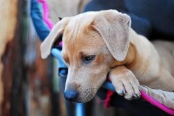 These good-natured dogs get along well with other pets. Males in a relationship occupy a dominan ...