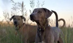 It is a breed that has a rich and varied history. And although she looks ordinary outwardly, and ...