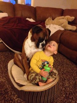 the boxer breed is distinguished by its pronounced fighting qualities. Nature has endowed these  ...