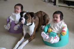 The Boxer has a strong body with well-developed muscles. He has very strong legs, a strong neck, ...
