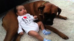 Boxers need to be educated from childhood so that the dog understands who is in charge of the ho ...