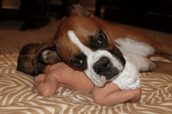 With proper upbringing, a boxer grows up to be a calm and balanced dog. He is characterized by f ...