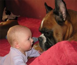 They are gullible and very loyal to the owner. Boxers are quite loving dogs, they get along well ...