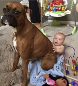 Boxers have a fairly high level of intelligence, they easily memorize new commands. Their self-c ...