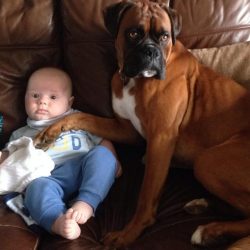 The Boxer is an active and mobile dog, it needs regular physical activity and well balanced nutr ...