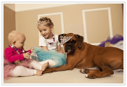An intelligent and loyal friend, the boxer needs communication and movement. He does not feel we ...