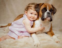 Boxers are quick-witted, very energetic, and playful dogs who don’t like to sit around. Th ...