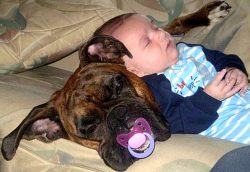 They prefer to be in the company of their owners and are loyal friends and protectors who will f ...