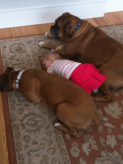 If a boxer grew up in a house with other animals, he gets along well with them. However, boxers  ...
