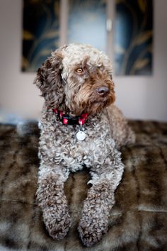 Images of dogs similar to Lagotto can be seen in hunting scenes in the north of modern Italy. 