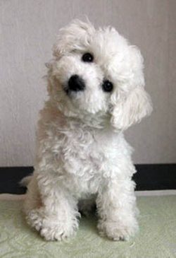 Despite its small size, the Bichon Frize has a fairly developed intellect, remembers commands we ...