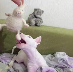 Bull Terrier is a breed that can be described in two words: “explosive mixture”. Wit ...