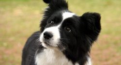 In the past, the Border Collie was widely used as a herding dog, and even now it is ubiquitous i ...