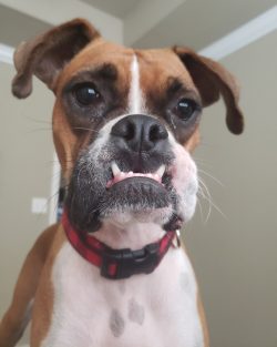 Curious and fearless – this is how you can characterize boxer dogs. Boxer is a breed of se ...
