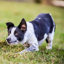These shepherd dogs were considered extremely valuable, which is not surprising. They were sold  ...