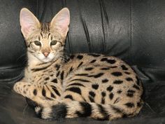 Savannah is a very large cat, at the withers, its height reaches 60 centimeters. Cats of this br ...