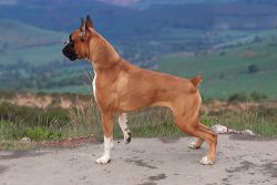 Boxers love to bully and are very happy when a person or another dog takes part in their games 
