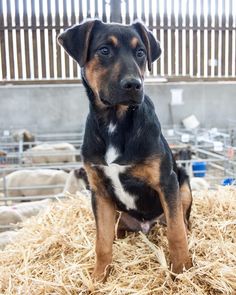 New Zealand Shepherd Dog (New Zealand Huntaway), a breed of service (herding) dog. Bred in New Z ...
