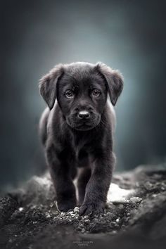 They need communication in the literal sense, while the peculiarity of the character of Labrador ...