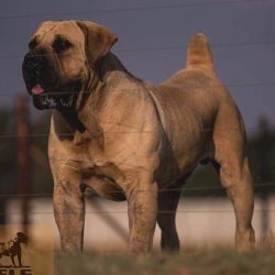 The growth of representatives of the breed reaches 56-70 cm, weight 60-90 kg, average life expec ...