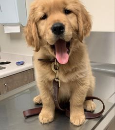Labradors often have an unpleasant “doggy” smell. Therefore, these dogs will have to ...