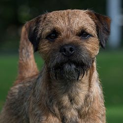 Border Terrier color is allowed as follows: sounder, red, black-and-back, gray and tan, fawn, &# ...